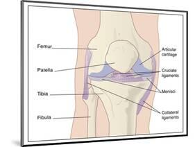 Knee Joint Anatomy, Artwork-Peter Gardiner-Mounted Photographic Print