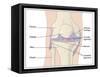 Knee Joint Anatomy, Artwork-Peter Gardiner-Framed Stretched Canvas