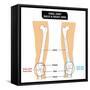 Knee Joint - Bones (Femur, Tibia, Fibula, Patella)-udaix-Framed Stretched Canvas