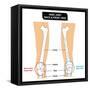 Knee Joint - Bones (Femur, Tibia, Fibula, Patella)-udaix-Framed Stretched Canvas
