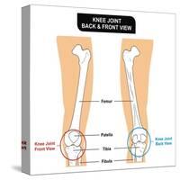 Knee Joint - Bones (Femur, Tibia, Fibula, Patella)-udaix-Stretched Canvas