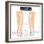 Knee Joint - Bones (Femur, Tibia, Fibula, Patella)-udaix-Framed Premium Giclee Print