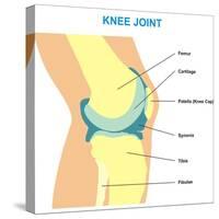 Knee Joint Cross Section-udaix-Stretched Canvas