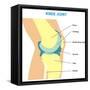 Knee Joint Cross Section-udaix-Framed Stretched Canvas