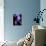 Knee Pain, Conceptual Artwork-SCIEPRO-Mounted Photographic Print displayed on a wall