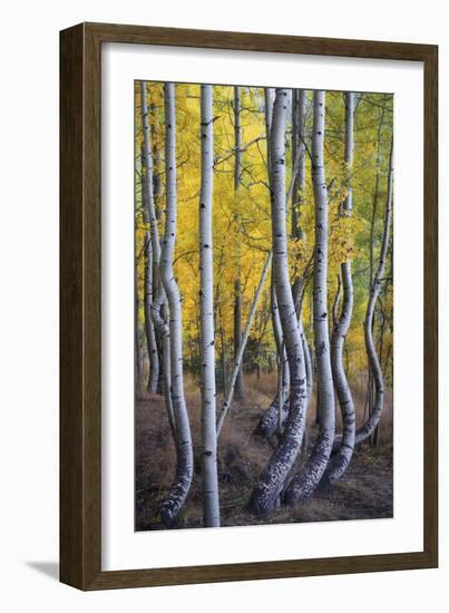 Kneeling Aspens-Joe Cornish-Framed Giclee Print