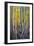 Kneeling Aspens-Joe Cornish-Framed Giclee Print