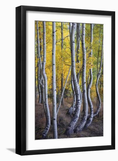 Kneeling Aspens-Joe Cornish-Framed Giclee Print