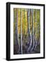 Kneeling Aspens-Joe Cornish-Framed Giclee Print