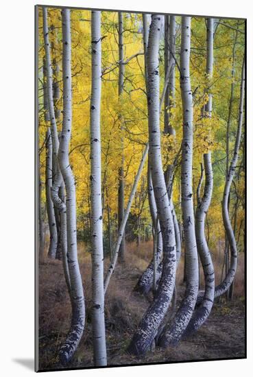 Kneeling Aspens-Joe Cornish-Mounted Giclee Print