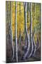 Kneeling Aspens-Joe Cornish-Mounted Giclee Print