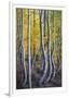 Kneeling Aspens-Joe Cornish-Framed Giclee Print