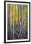 Kneeling Aspens-Joe Cornish-Framed Giclee Print