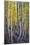 Kneeling Aspens-Joe Cornish-Mounted Giclee Print