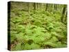 Knife River, North Shore Lake Superior, Minnesota, Usa-Rob Sheppard-Stretched Canvas