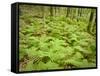 Knife River, North Shore Lake Superior, Minnesota, Usa-Rob Sheppard-Framed Stretched Canvas