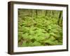 Knife River, North Shore Lake Superior, Minnesota, Usa-Rob Sheppard-Framed Photographic Print