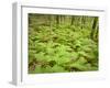 Knife River, North Shore Lake Superior, Minnesota, Usa-Rob Sheppard-Framed Photographic Print