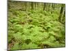 Knife River, North Shore Lake Superior, Minnesota, Usa-Rob Sheppard-Mounted Photographic Print