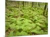 Knife River, North Shore Lake Superior, Minnesota, Usa-Rob Sheppard-Mounted Photographic Print