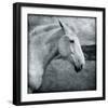 Knight's Steed-Pete Kelly-Framed Giclee Print