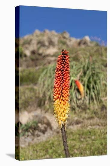 Kniphofia (Tritoma) (Red Hot Poker) (Kniphofia Foliosa)-Gabrielle and Michel Therin-Weise-Stretched Canvas