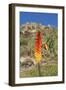 Kniphofia (Tritoma) (Red Hot Poker) (Kniphofia Foliosa)-Gabrielle and Michel Therin-Weise-Framed Photographic Print