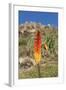 Kniphofia (Tritoma) (Red Hot Poker) (Kniphofia Foliosa)-Gabrielle and Michel Therin-Weise-Framed Photographic Print