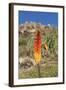 Kniphofia (Tritoma) (Red Hot Poker) (Kniphofia Foliosa)-Gabrielle and Michel Therin-Weise-Framed Photographic Print