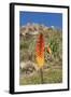 Kniphofia (Tritoma) (Red Hot Poker) (Kniphofia Foliosa)-Gabrielle and Michel Therin-Weise-Framed Photographic Print