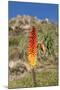 Kniphofia (Tritoma) (Red Hot Poker) (Kniphofia Foliosa)-Gabrielle and Michel Therin-Weise-Mounted Photographic Print