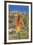 Kniphofia (Tritoma) (Red Hot Poker) (Kniphofia Foliosa)-Gabrielle and Michel Therin-Weise-Framed Photographic Print