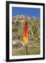 Kniphofia (Tritoma) (Red Hot Poker) (Kniphofia Foliosa)-Gabrielle and Michel Therin-Weise-Framed Photographic Print