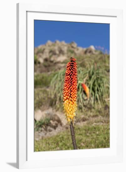 Kniphofia (Tritoma) (Red Hot Poker) (Kniphofia Foliosa)-Gabrielle and Michel Therin-Weise-Framed Photographic Print