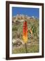 Kniphofia (Tritoma) (Red Hot Poker) (Kniphofia Foliosa)-Gabrielle and Michel Therin-Weise-Framed Photographic Print