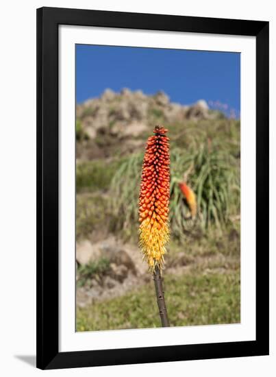 Kniphofia (Tritoma) (Red Hot Poker) (Kniphofia Foliosa)-Gabrielle and Michel Therin-Weise-Framed Photographic Print