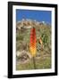 Kniphofia (Tritoma) (Red Hot Poker) (Kniphofia Foliosa)-Gabrielle and Michel Therin-Weise-Framed Photographic Print