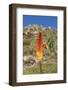 Kniphofia (Tritoma) (Red Hot Poker) (Kniphofia Foliosa)-Gabrielle and Michel Therin-Weise-Framed Photographic Print