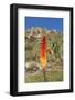 Kniphofia (Tritoma) (Red Hot Poker) (Kniphofia Foliosa)-Gabrielle and Michel Therin-Weise-Framed Photographic Print