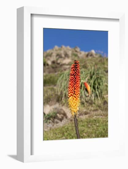 Kniphofia (Tritoma) (Red Hot Poker) (Kniphofia Foliosa)-Gabrielle and Michel Therin-Weise-Framed Photographic Print