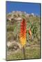 Kniphofia (Tritoma) (Red Hot Poker) (Kniphofia Foliosa)-Gabrielle and Michel Therin-Weise-Mounted Photographic Print