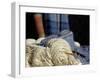 Knitting Needles and Handspun Wool at a Yorktown Reenactment, Virginia-null-Framed Photographic Print