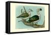 Knob-Billed Ducks-Louis Agassiz Fuertes-Framed Stretched Canvas