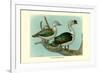 Knob-Billed Ducks-Louis Agassiz Fuertes-Framed Premium Giclee Print