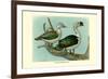 Knob-Billed Ducks-Louis Agassiz Fuertes-Framed Premium Giclee Print