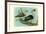 Knob-Billed Ducks-Louis Agassiz Fuertes-Framed Premium Giclee Print