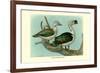 Knob-Billed Ducks-Louis Agassiz Fuertes-Framed Premium Giclee Print