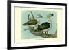 Knob-Billed Ducks-Louis Agassiz Fuertes-Framed Premium Giclee Print