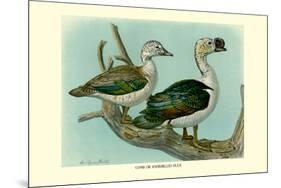 Knob-Billed Ducks-Louis Agassiz Fuertes-Mounted Premium Giclee Print