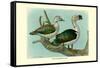 Knob-Billed Ducks-Louis Agassiz Fuertes-Framed Stretched Canvas